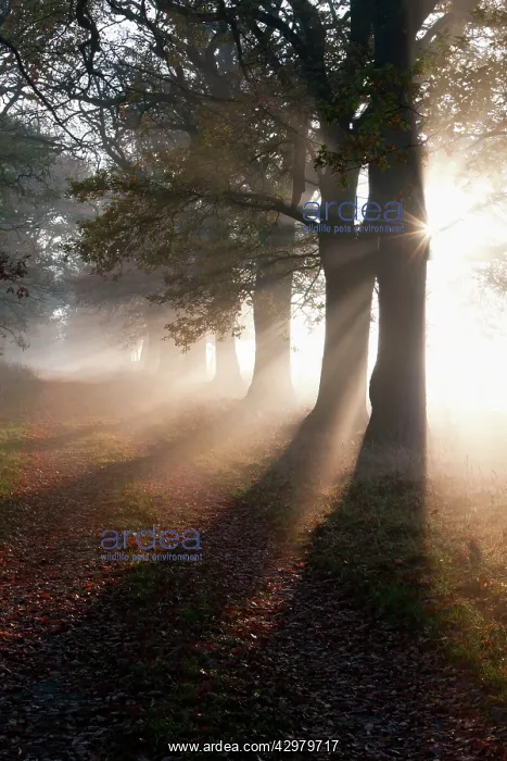 : Oak Tree - allee in autumn mist and sunshine : Oak Tree - allee in autumn mist and sunshine