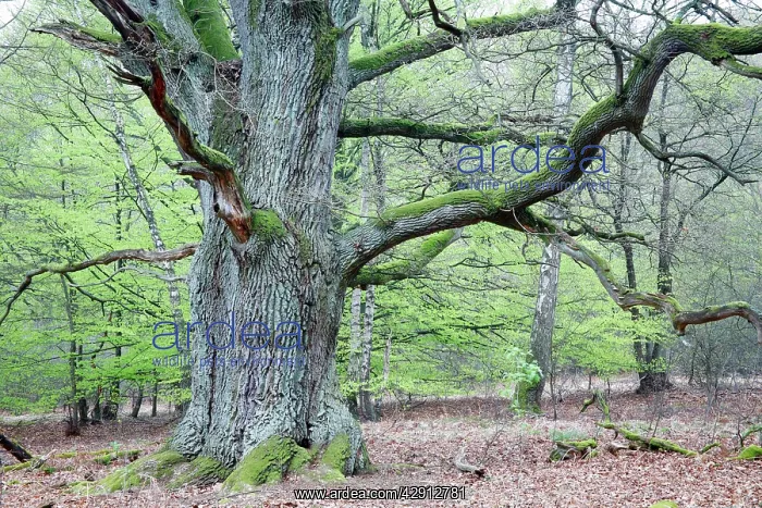 : Oak Tree - ancient specimen in spring : Oak Tree - ancient specimen in spring