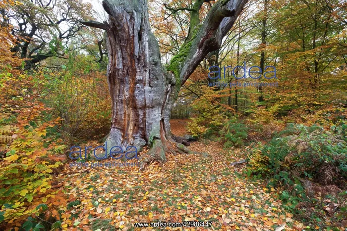 : Oak Tree - ancient stem and autumn colour : Oak Tree - ancient stem and autumn colour