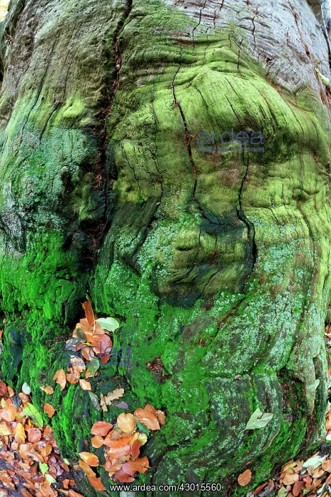: Oak Tree - ancient stem - Sababurg Ancient Forest : Oak Tree - ancient stem - Sababurg Ancient Forest
