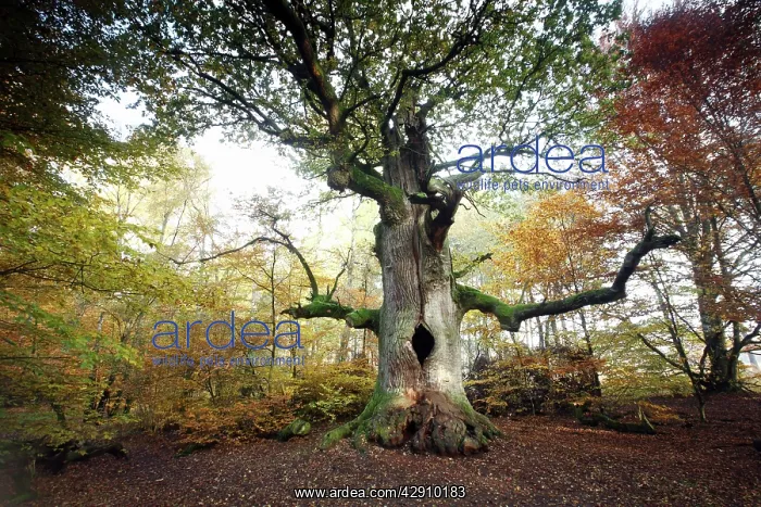 : Oak Tree - ancient tree - autumn : Oak Tree - ancient tree - autumn