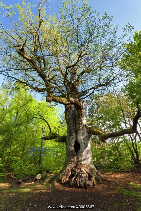 : Oak Tree - ancient tree bursting its leaves in spring : Oak Tree - ancient tree bursting its leaves in spring