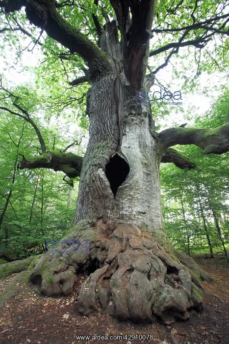 : Oak Tree - ancient tree in summer : Oak Tree - ancient tree in summer
