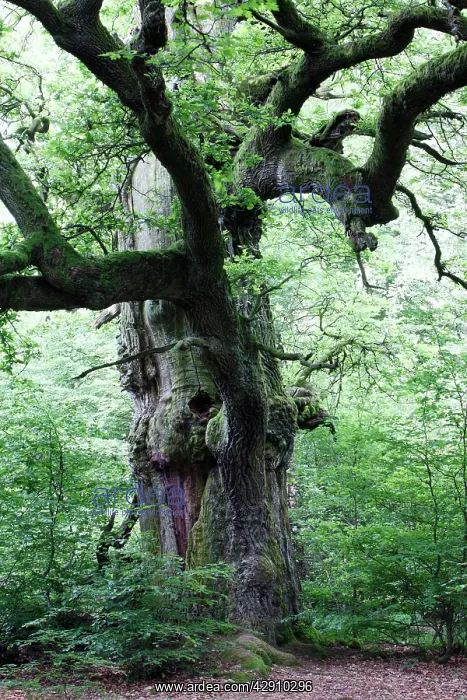 : Oak Tree - ancient tree in summer : Oak Tree - ancient tree in summer