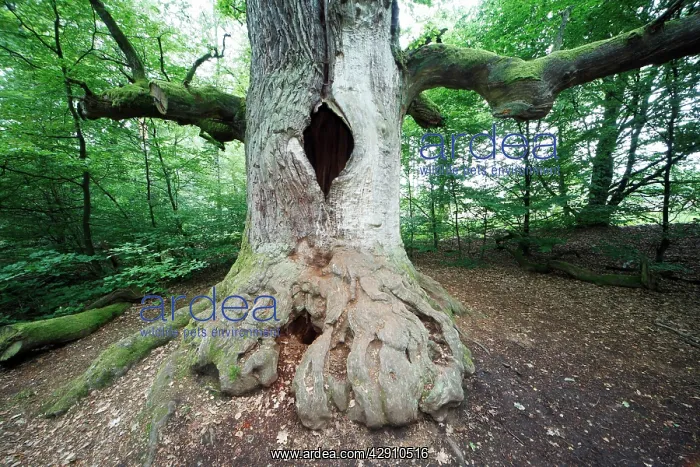 : Oak Tree - ancient tree in summer : Oak Tree - ancient tree in summer