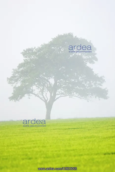 : Oak Tree in approaching mist : Oak Tree in approaching mist