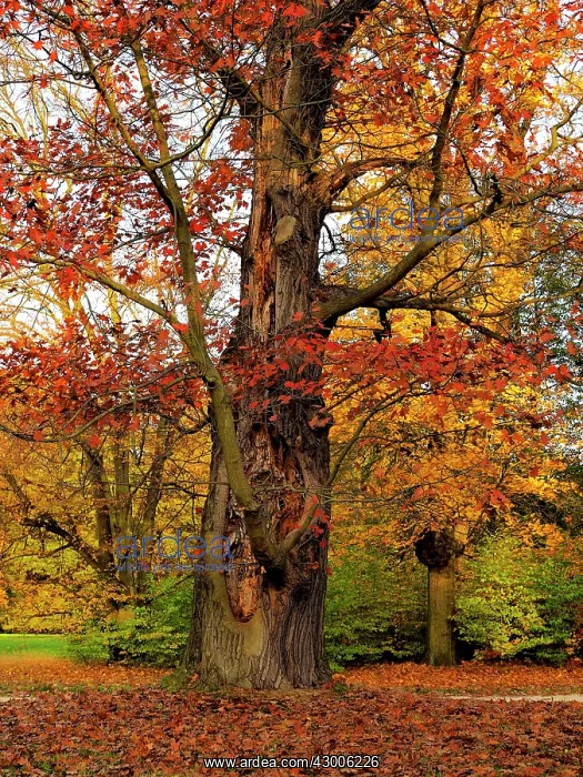 : Oak Tree Autumn : Oak Tree Autumn