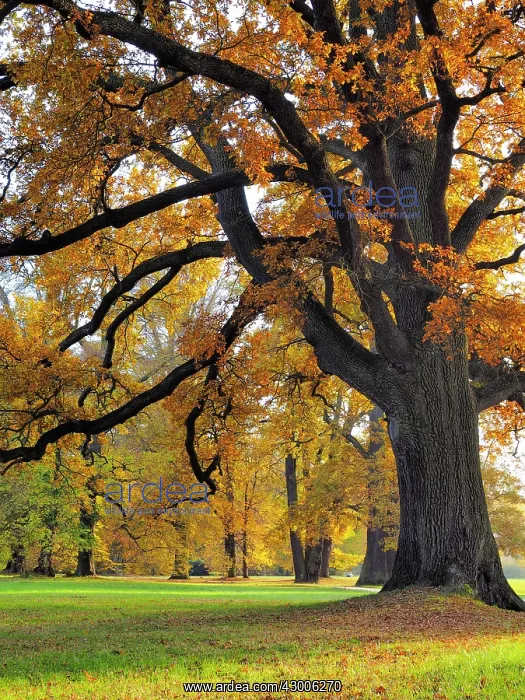 : Oak Tree Autumn : Oak Tree Autumn