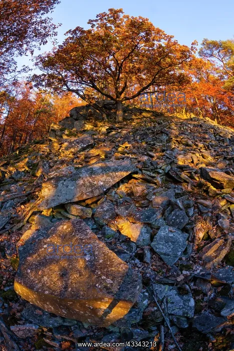  : Oak Tree, in autumn color, growing on scree slope