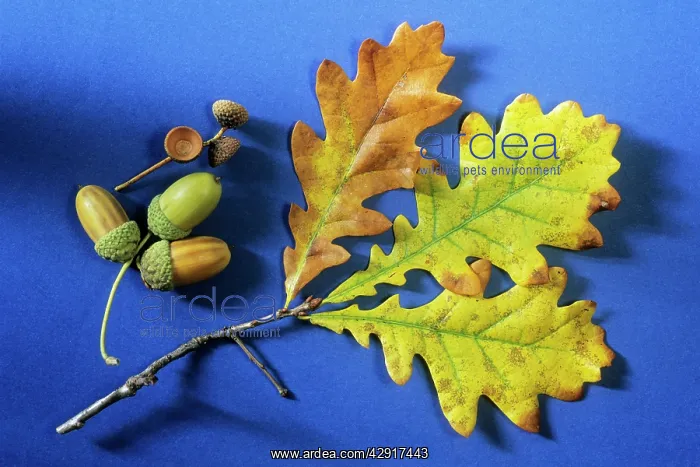 : Oak Tree - autumn leaves and acorns : Oak Tree - autumn leaves and acorns