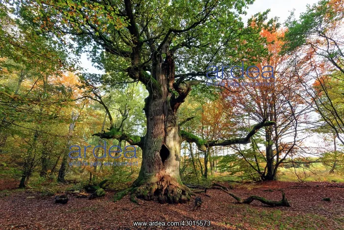  : Oak Tree - autumn - Sababurg Ancient Forest Reserve