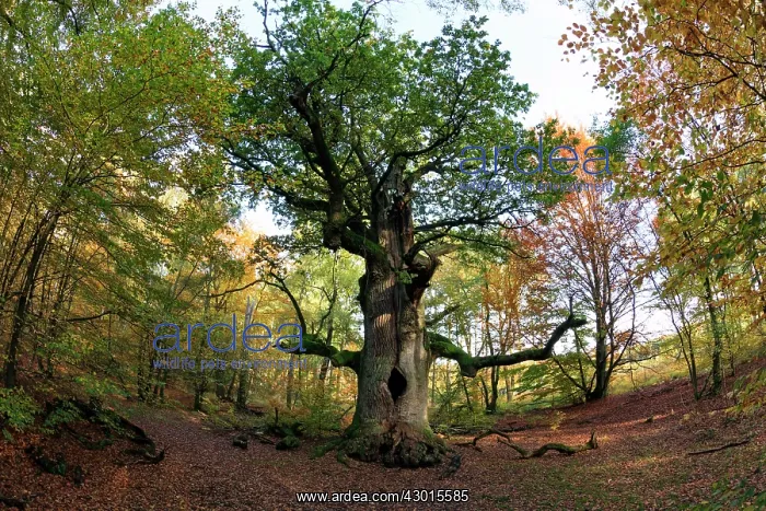 : Oak Tree - autumn - Sababurg Ancient Forest Reserve : Oak Tree - autumn - Sababurg Ancient Forest Reserve