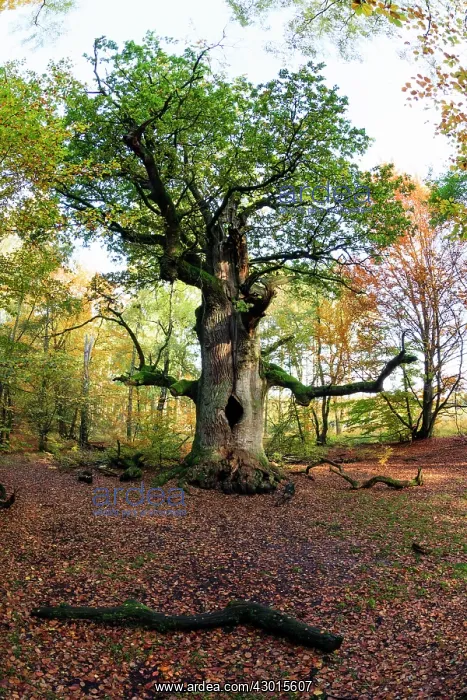 : Oak Tree - autumn - Sababurg Ancient Forest Reserve : Oak Tree - autumn - Sababurg Ancient Forest Reserve