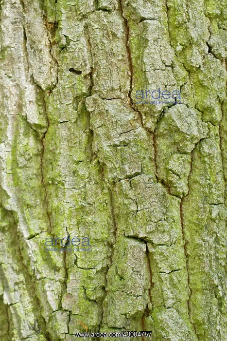 : Oak Tree bark detail : Oak Tree bark detail