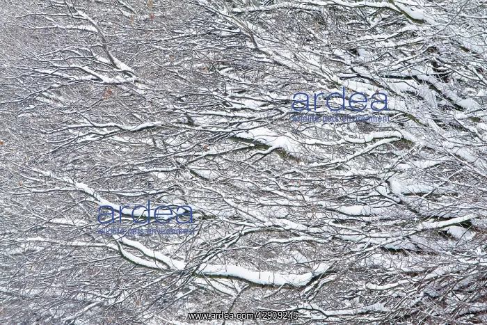 : Oak Tree Branches - covered in snow : Oak Tree Branches - covered in snow