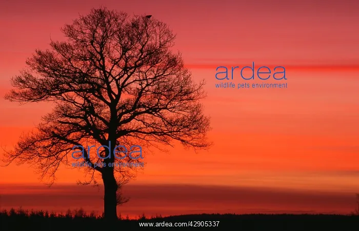 : OAK Tree - with Buzzard. Field in winter dawn light : OAK Tree - with Buzzard. Field in winter dawn light