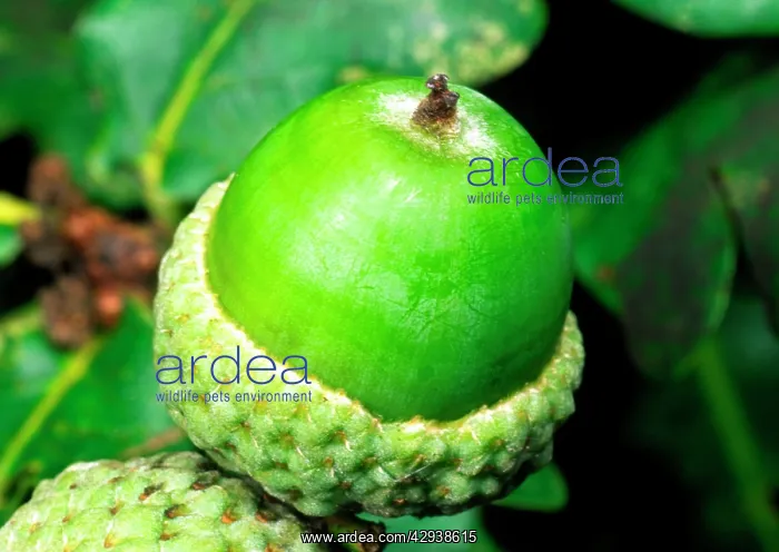 : OAK Tree - close-up of acorn : OAK Tree - close-up of acorn