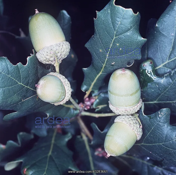 : OAK TREE - close-up of acorns : OAK TREE - close-up of acorns