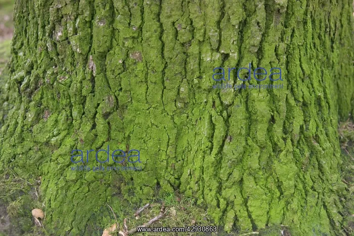  : OAK Tree - close-up of bark