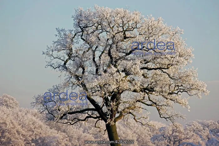 : Oak Tree - covered in hoarfrost : Oak Tree - covered in hoarfrost
