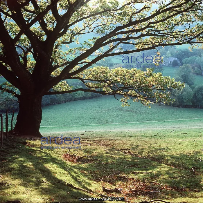 : Oak TREE - Early Autumn : Oak TREE - Early Autumn