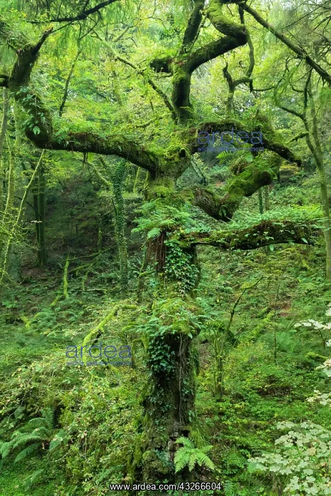 : Oak Tree, with ferns and moss growing upon stem : Oak Tree, with ferns and moss growing upon stem