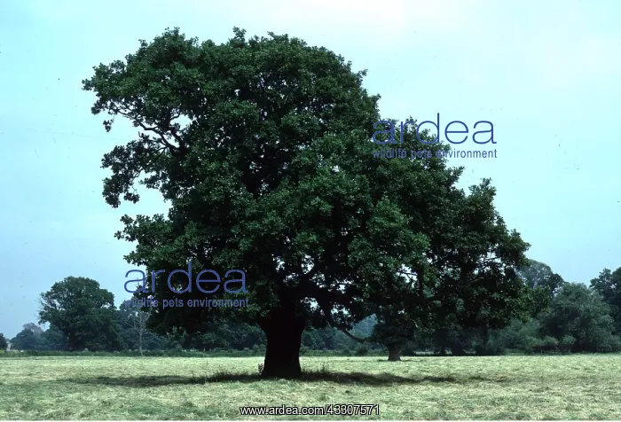 : OAK TREE - in field : OAK TREE - in field