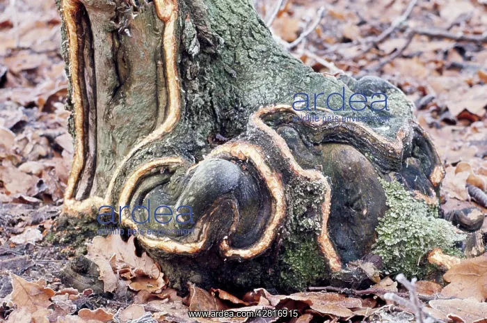 : Oak Tree - gnawed by Rabbits : Oak Tree - gnawed by Rabbits