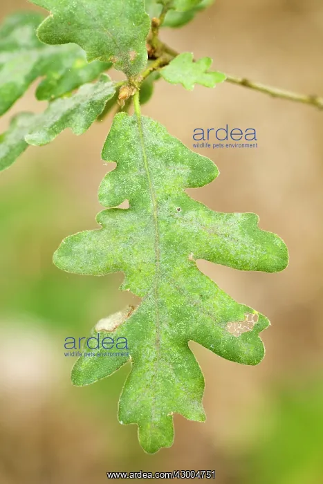 : Oak Tree detail of a leaf : Oak Tree detail of a leaf