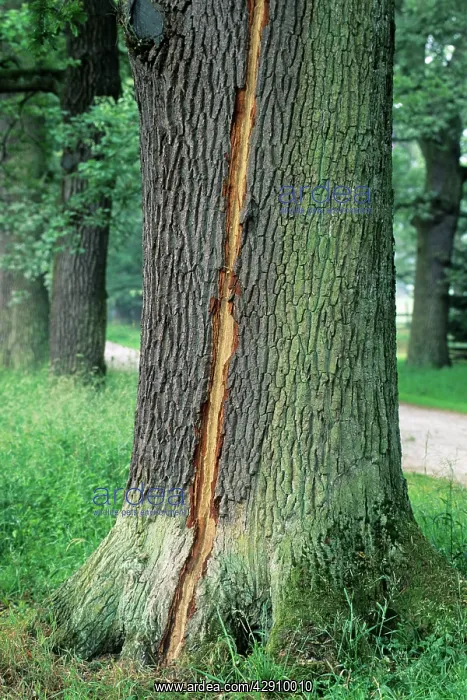 : Oak Tree - lightning strike on stem of mature tree : Oak Tree - lightning strike on stem of mature tree