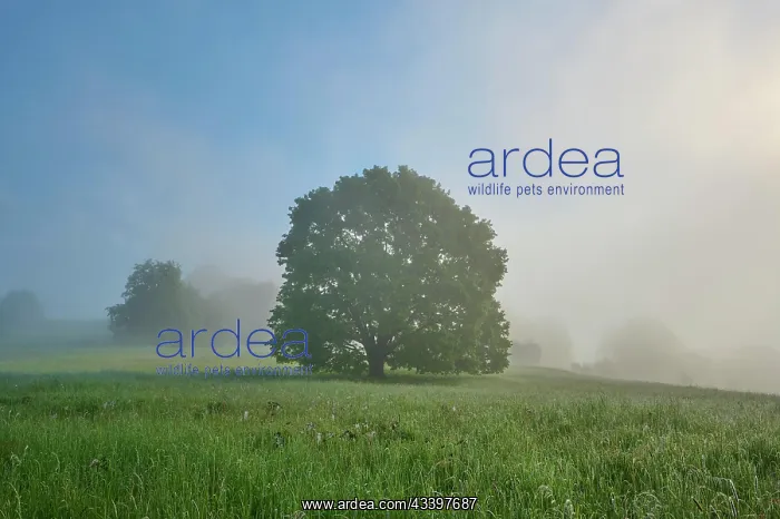 : Oak tree, meadow, morning fog, spring, nature reserve : Oak tree, meadow, morning fog, spring, nature reserve
