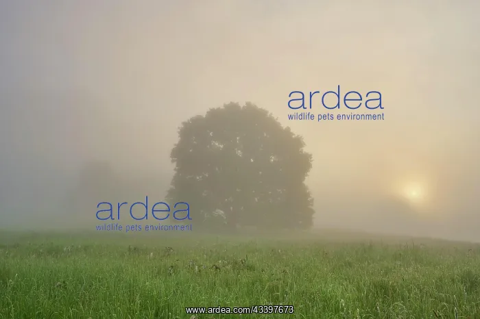 : Oak tree, meadow, morning fog, sun, spring, NSG : Oak tree, meadow, morning fog, sun, spring, NSG