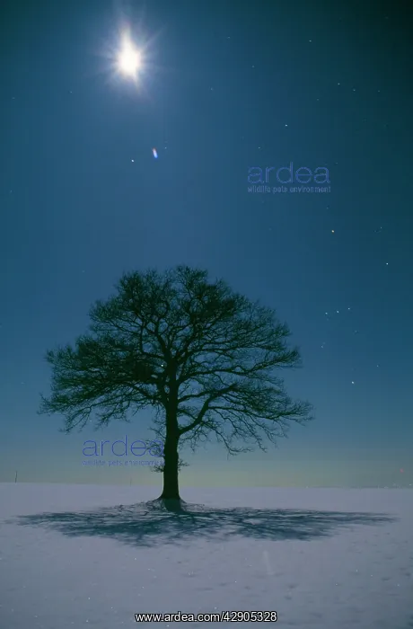 : OAK tree - With moon, night landscape in snow : OAK tree - With moon, night landscape in snow