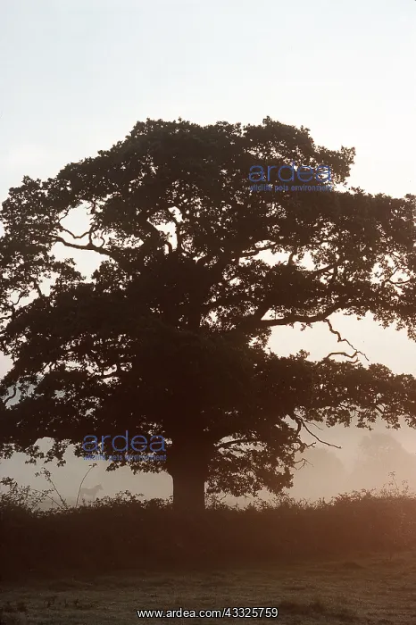 : Oak Tree - In morning mist : Oak Tree - In morning mist