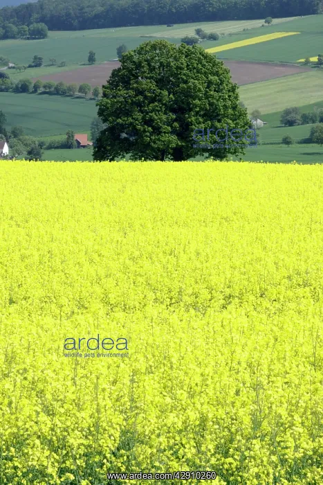 : Oak Tree - and Oil Rape Seed crop in hill farmland : Oak Tree - and Oil Rape Seed crop in hill farmland