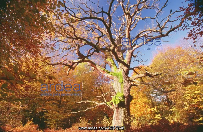 : Oak Tree - Very old Oak in autumn wood : Oak Tree - Very old Oak in autumn wood