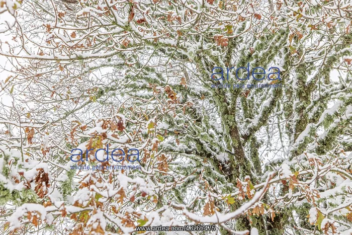 : Oak Tree (Quercus robur) - snowy landscape, tree : Oak Tree (Quercus robur) - snowy landscape, tree