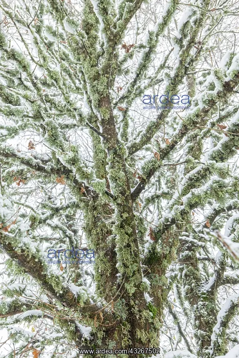 : Oak Tree (Quercus robur) - snowy landscape, tree : Oak Tree (Quercus robur) - snowy landscape, tree