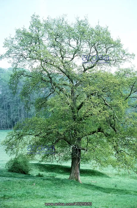 : OAK Tree - in spring : OAK Tree - in spring