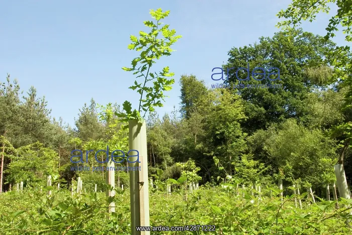 : Oak Tree - well sprouted young oaks above protective : Oak Tree - well sprouted young oaks above protective