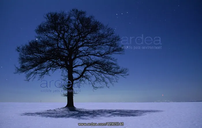: OAK TREE - With stars, night landscape in winter : OAK TREE - With stars, night landscape in winter
