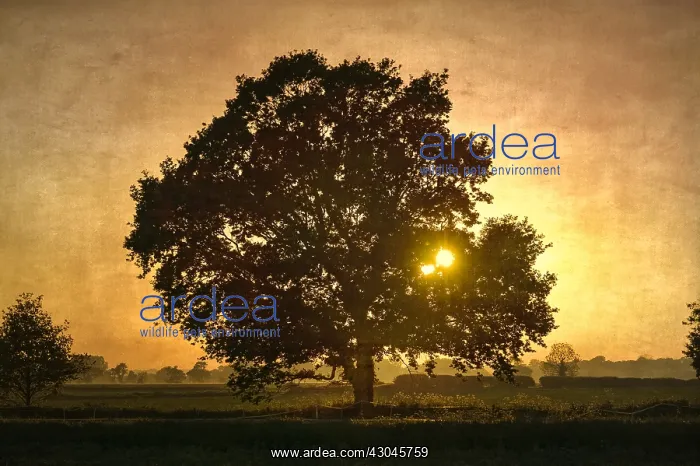 : Oak Tree at Sunset - Textured image - Norfolk UK : Oak Tree at Sunset - Textured image - Norfolk UK