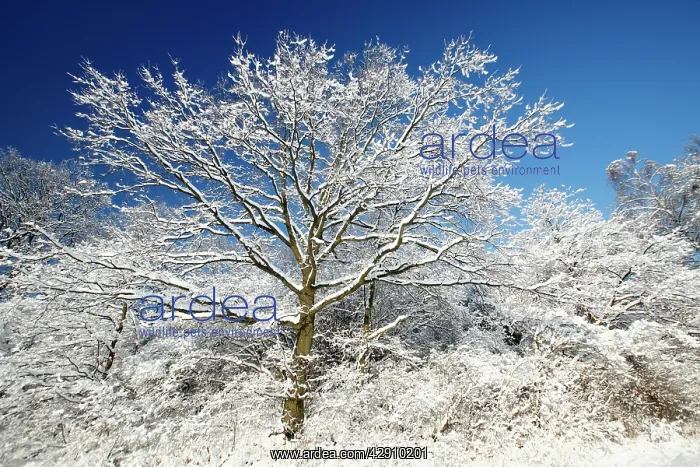  : Oak Tree - tree in mature hedge covered in snow