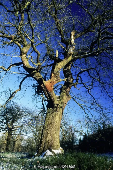 : Oak Tree - in winter, with woodpecker nesting hole : Oak Tree - in winter, with woodpecker nesting hole