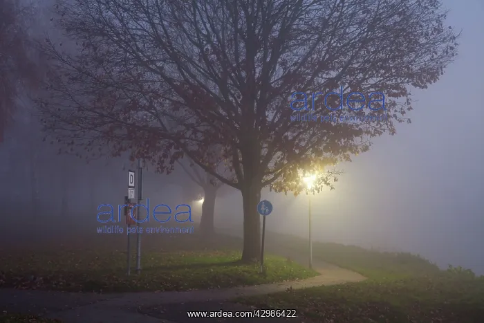 : Oak Trees and Autumn Fog : Oak Trees and Autumn Fog
