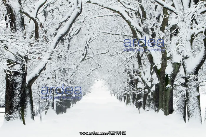 : Oak Trees - avenue in winter snow : Oak Trees - avenue in winter snow