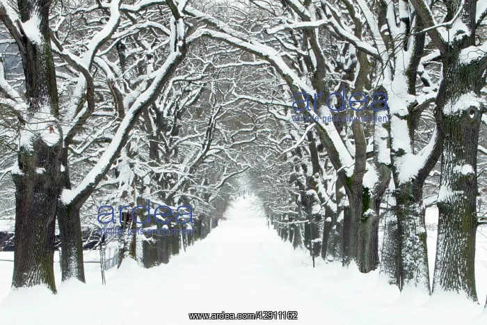 : Oak Trees - avenue in winter snow : Oak Trees - avenue in winter snow