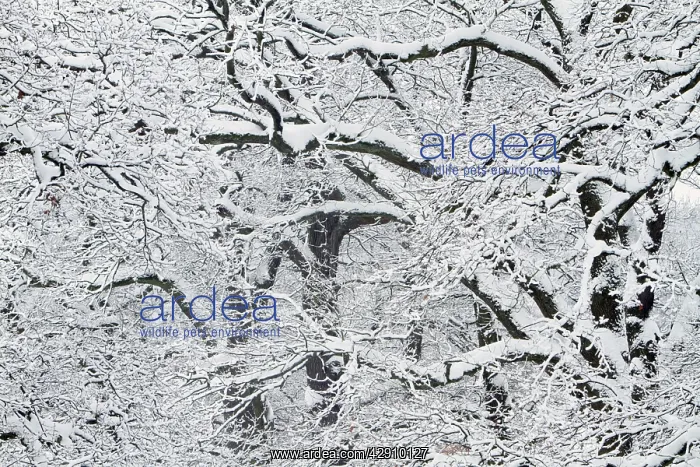 : Oak Trees - branches of crowns covered in snow : Oak Trees - branches of crowns covered in snow