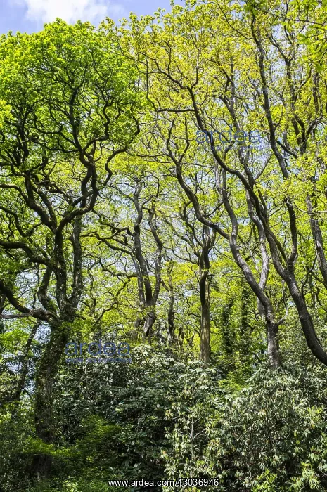 : Oak Trees with new leaves - Singleton Park Swansea Wales UK : Oak Trees with new leaves - Singleton Park Swansea Wales UK