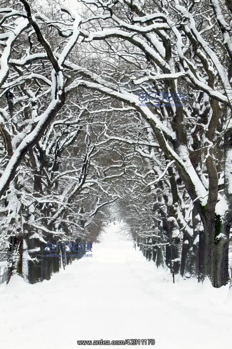 : Oak Trees - pathway covered in snow : Oak Trees - pathway covered in snow